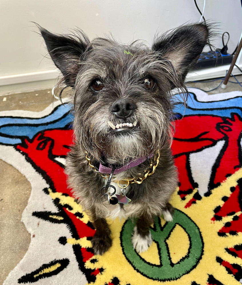 Microchipped Mini Charm - Customer Photo From Katie Taylor